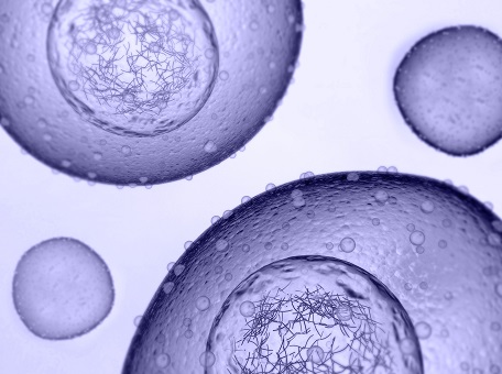 Microscopic view of cells